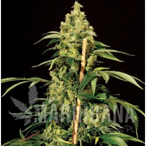 Jack Herer - THE BULLDOG SEEDS
