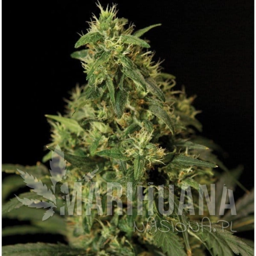 THE BULLDOG SEEDS - Northern Light