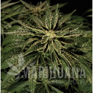 O.Z. Kush - THE BULLDOG SEEDS
