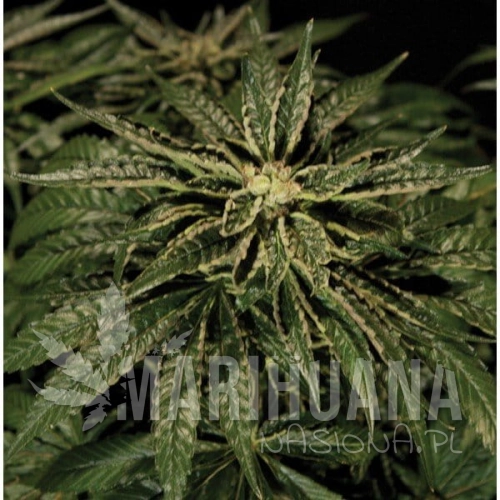 THE BULLDOG SEEDS - O.Z. Kush