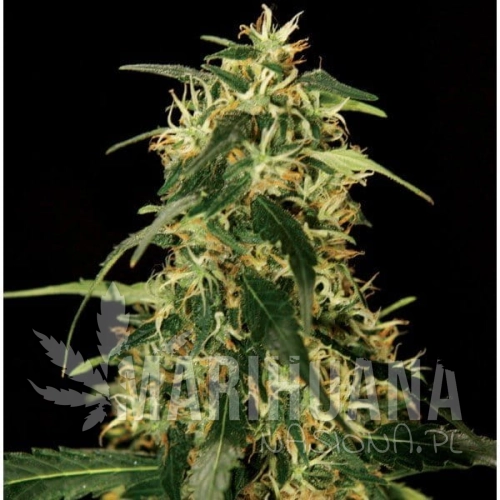 THE BULLDOG SEEDS - Silver Star Haze