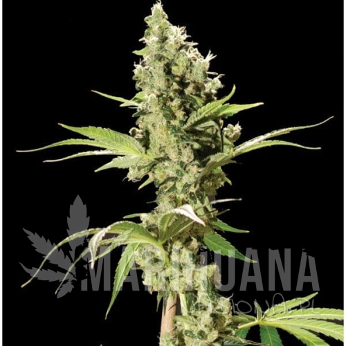 THE BULLDOG SEEDS - Sour Diesel