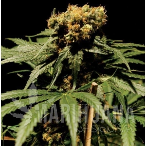 The Bulldog Haze - THE BULLDOG SEEDS