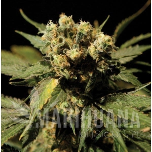 White Widow - THE BULLDOG SEEDS