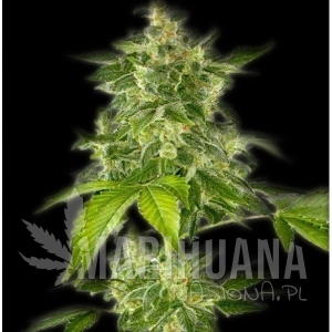 Autoflower Haze - THE BULLDOG SEEDS
