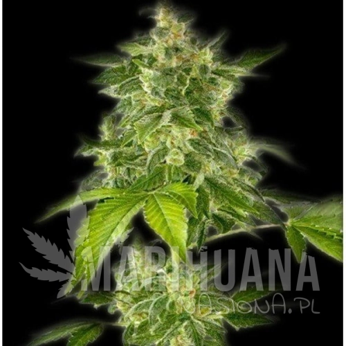 THE BULLDOG SEEDS - Autoflower Haze