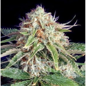 Fast Ryder II - THE BULLDOG SEEDS