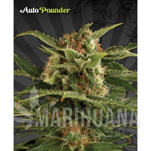 AUTO SEEDS - Auto Pounder