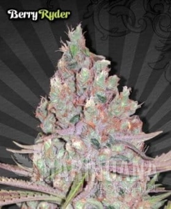 AUTO SEEDS - Berry Ryder