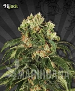 AUTO SEEDS - Hijack