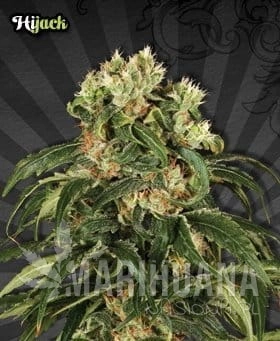 AUTO SEEDS - Hijack