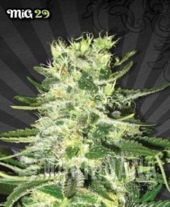 AUTO SEEDS - MIG-29
