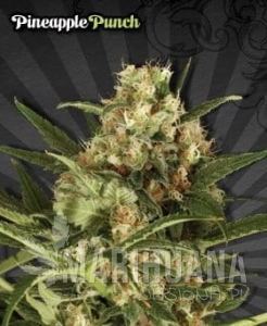 AUTO SEEDS - Pineapple Punch