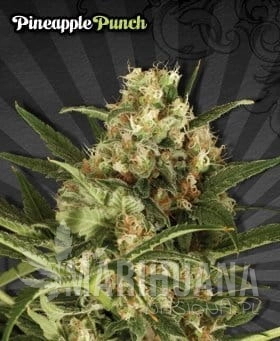 AUTO SEEDS - Pineapple Punch