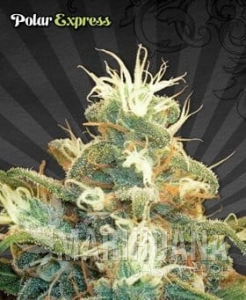 AUTO SEEDS - Polar Express