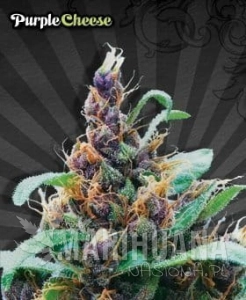 AUTO SEEDS - Purple Stilton
