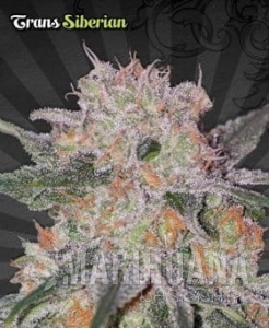 AUTO SEEDS - Trans Siberian