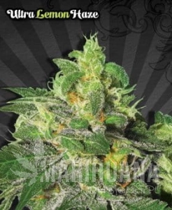 AUTO SEEDS - Ultra Lemon Haze