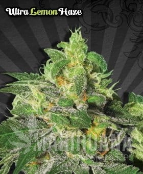 AUTO SEEDS - Ultra Lemon Haze