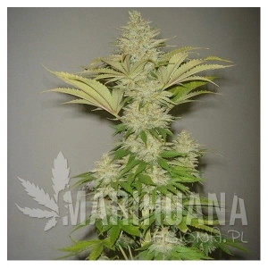 Bublicious - RESIN SEEDS