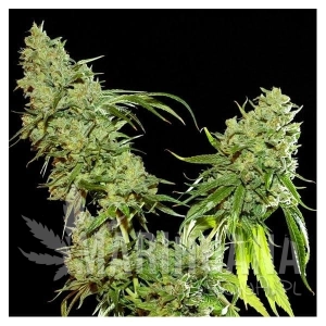 Cannatonic - RESIN SEEDS