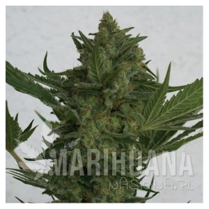 Critical Haze - RESIN SEEDS