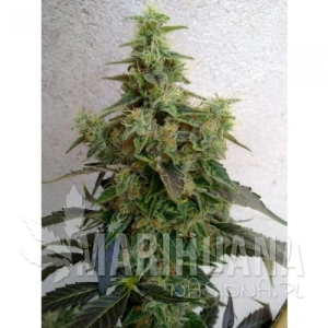 Dieseltonic - RESIN SEEDS