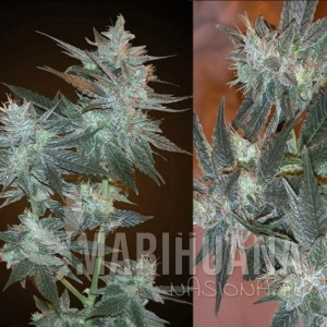 LA Ultra - RESIN SEEDS