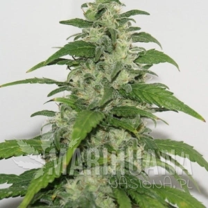 Yummy - RESIN SEEDS