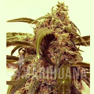 Auto Assassin - SHORT STUFF SEEDBANK