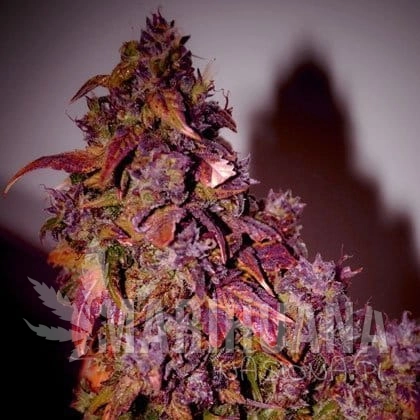 SHORT STUFF SEEDBANK - Auto Blue Himalaya