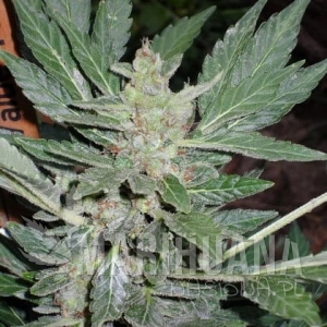 Dr. Feelgood - SHORT STUFF SEEDBANK