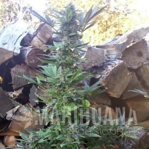 Auto MI5 - SHORT STUFF SEEDBANK