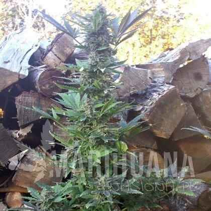 SHORT STUFF SEEDBANK - Auto MI5