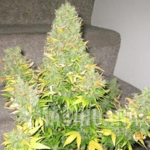 Auto Onyx - SHORT STUFF SEEDBANK
