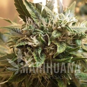 Auto Sharkbite - SHORT STUFF SEEDBANK