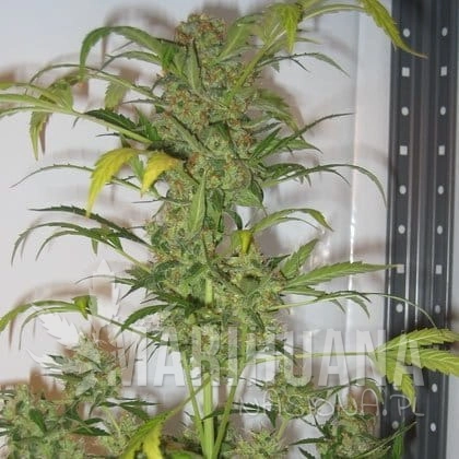 SHORT STUFF SEEDBANK - Auto Snowryder