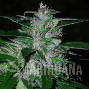 Auto Super Cali Haze - SHORT STUFF SEEDBANK