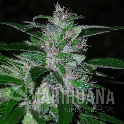 SHORT STUFF SEEDBANK - Auto Super Cali Haze