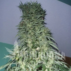 Auto Super Stinky - SHORT STUFF SEEDBANK