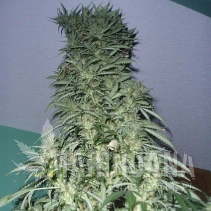 SHORT STUFF SEEDBANK - Auto Super Stinky
