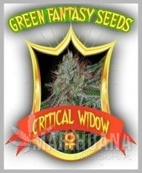 Critical Widow - GREEN FANTASY SEEDS