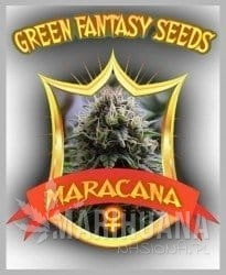 Maracana - GREEN FANTASY SEEDS