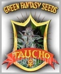 Taucho - GREEN FANTASY SEEDS