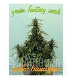 Auto Bamiyan - GREEN FANTASY SEEDS