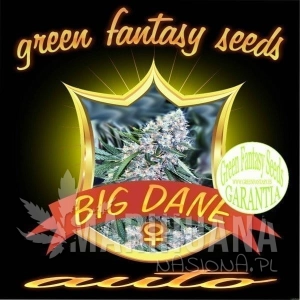 Auto Big Dane - GREEN FANTASY SEEDS