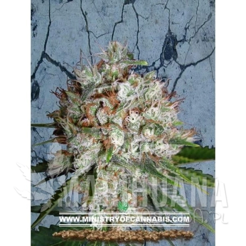 MINISTRY OF CANNABIS - Big Bud XXL