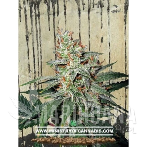 MINISTRY OF CANNABIS - Carnival