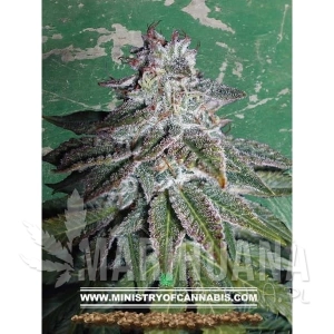 Nepalese Dragon - MINISTRY OF CANNABIS
