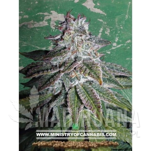 MINISTRY OF CANNABIS - Nepalese Dragon
